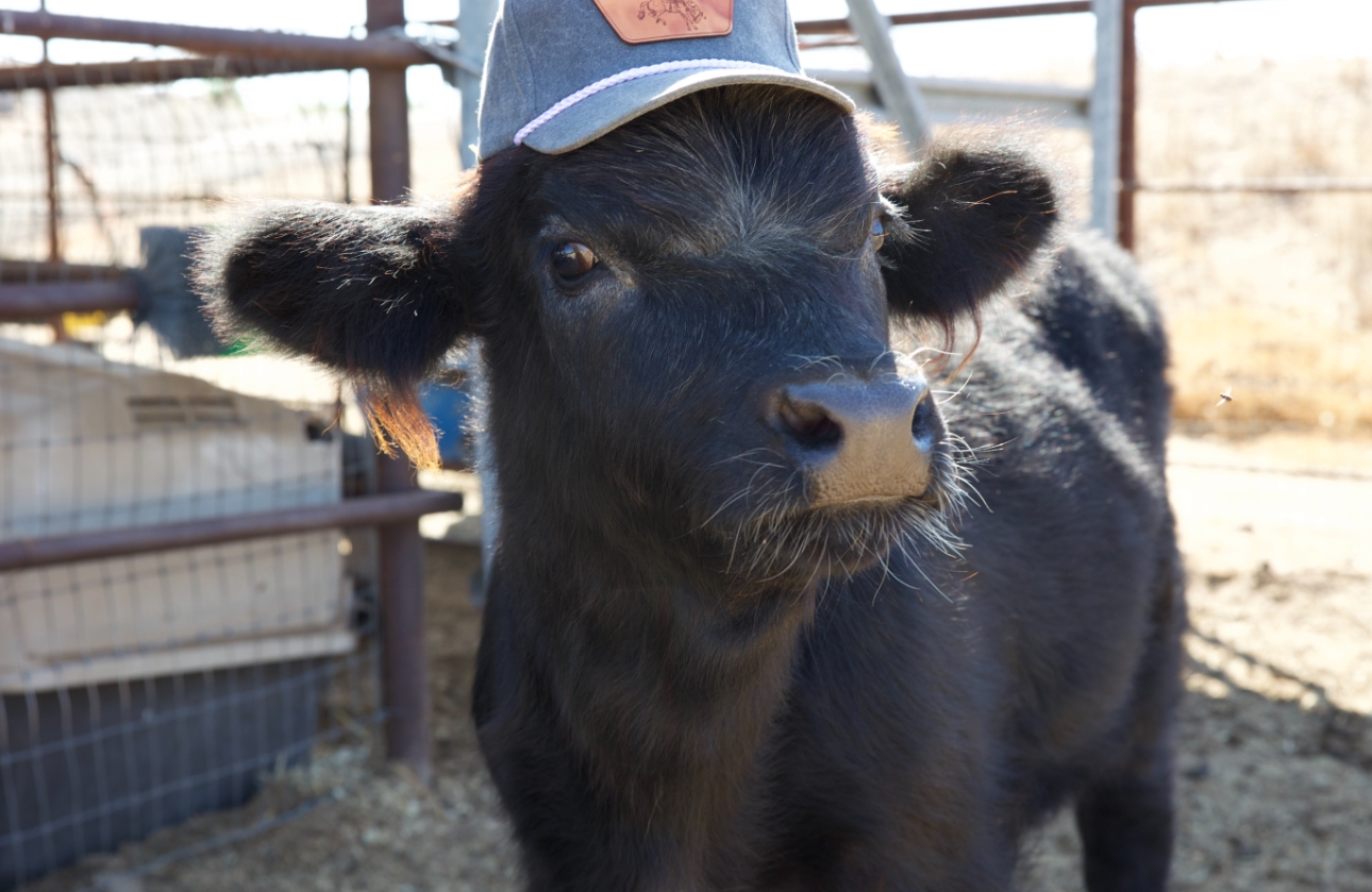 Mini Highland White Park Cross Bull