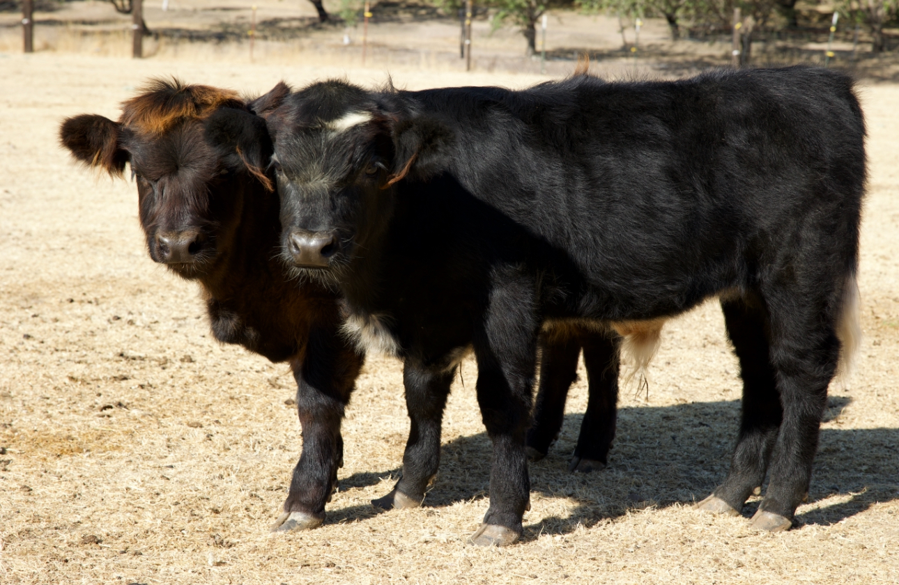 Mini Highland White Park Cross Bull