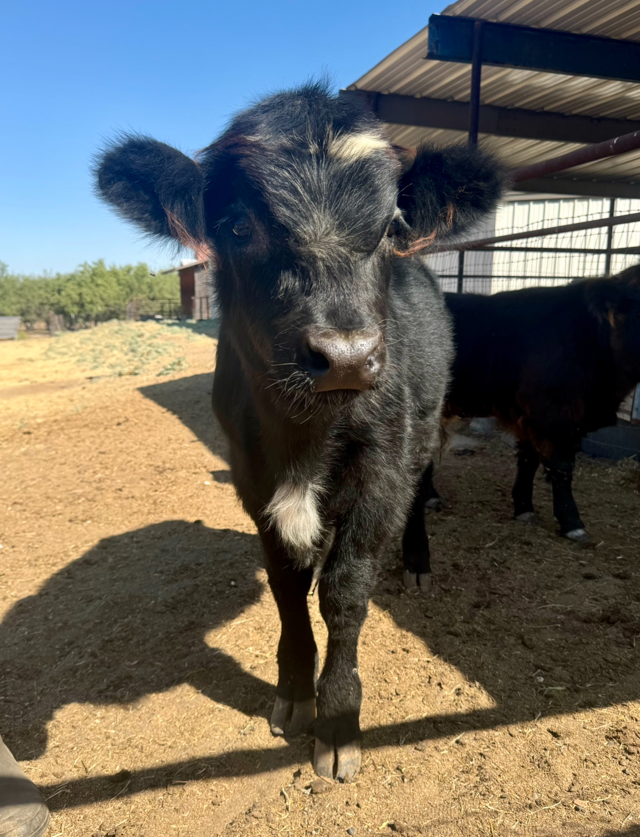 Mini Highland White Park Cross Bull