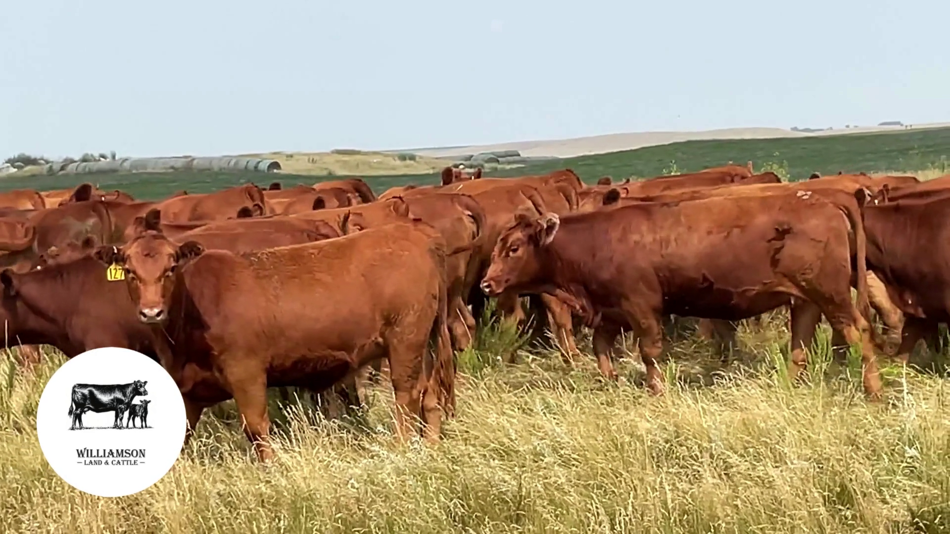 BH911A-500 Bred Heifers