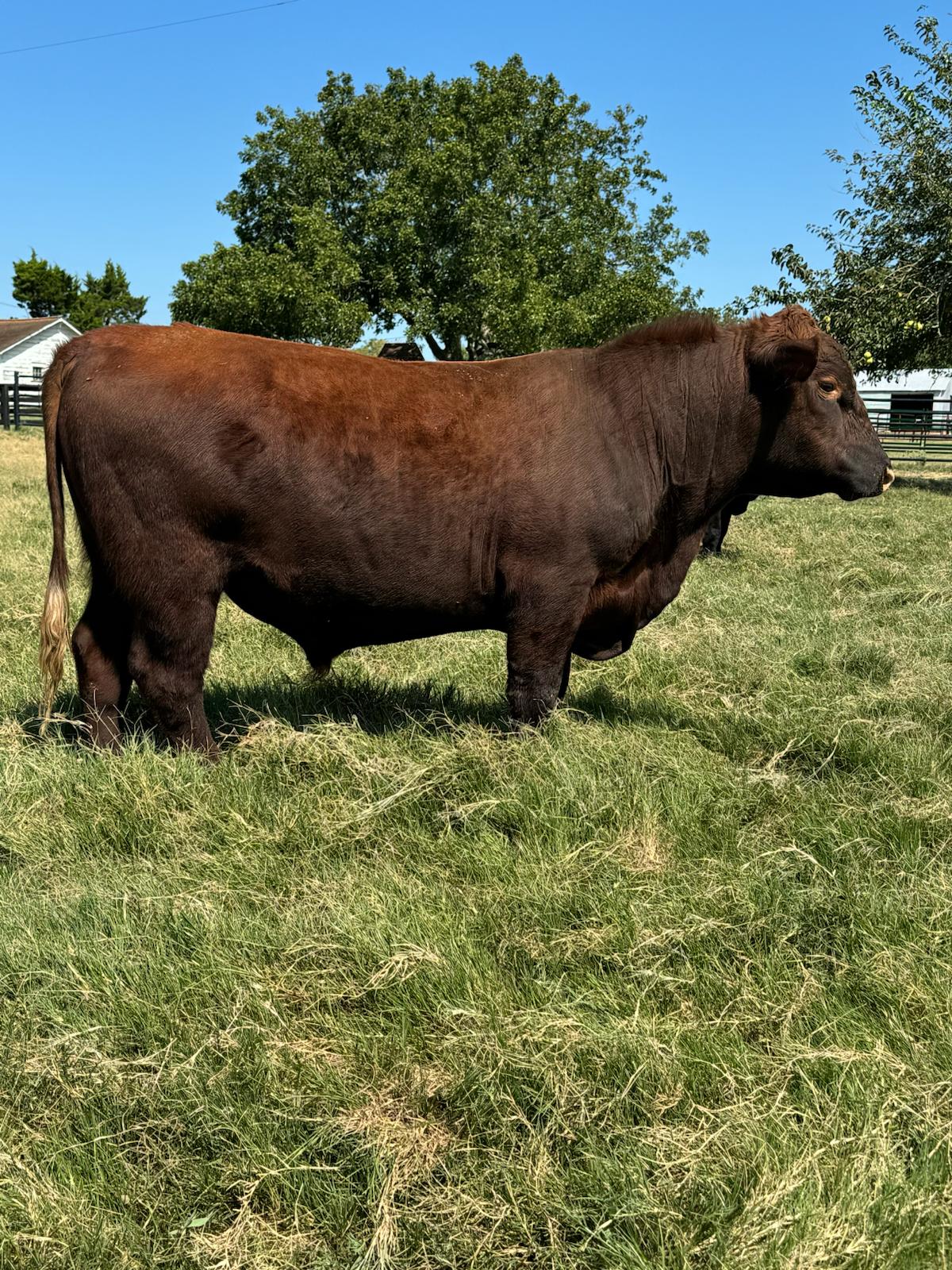 Commercial Red Angus Bull