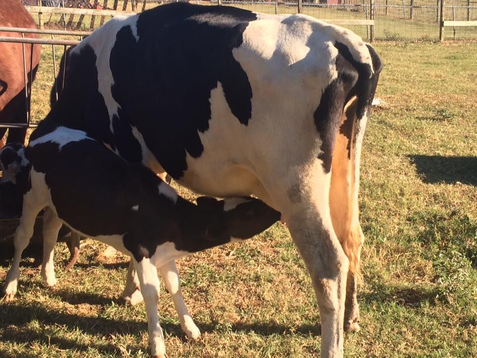 Holstein ,Milking cows, bred, replacement  heifers and calves