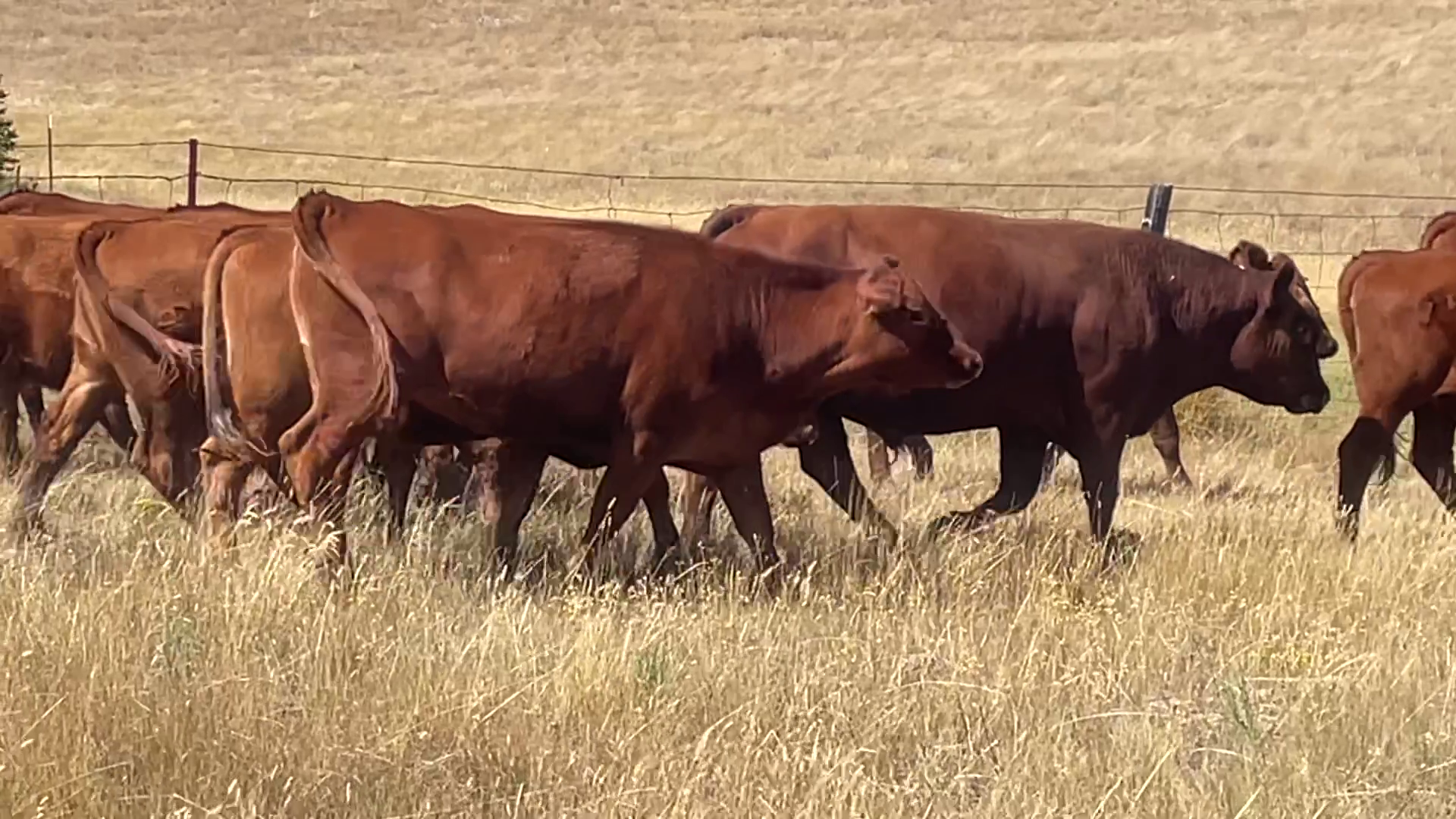 BH912A-40 Bred Heifers