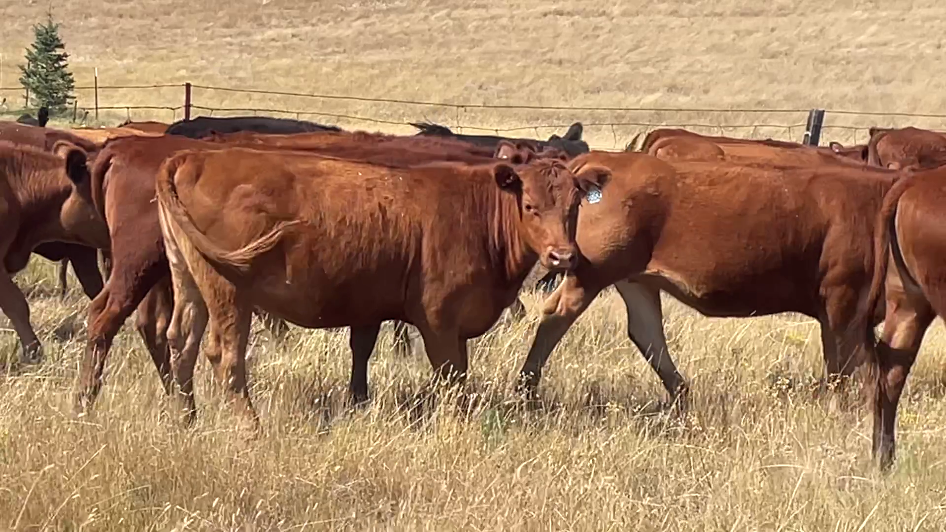 BH912A-40 Bred Heifers