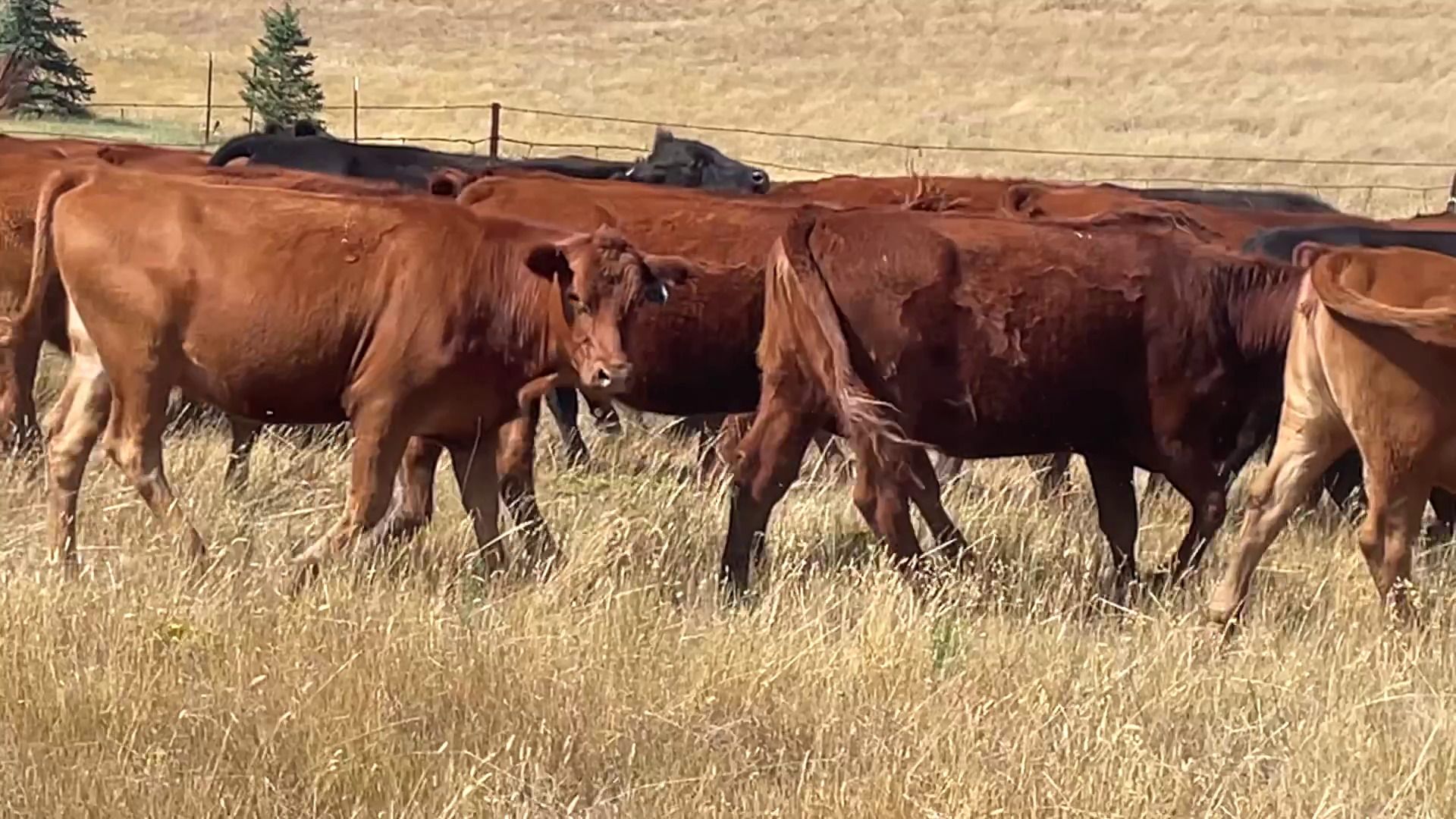 BH912A-37 Bred Heifers