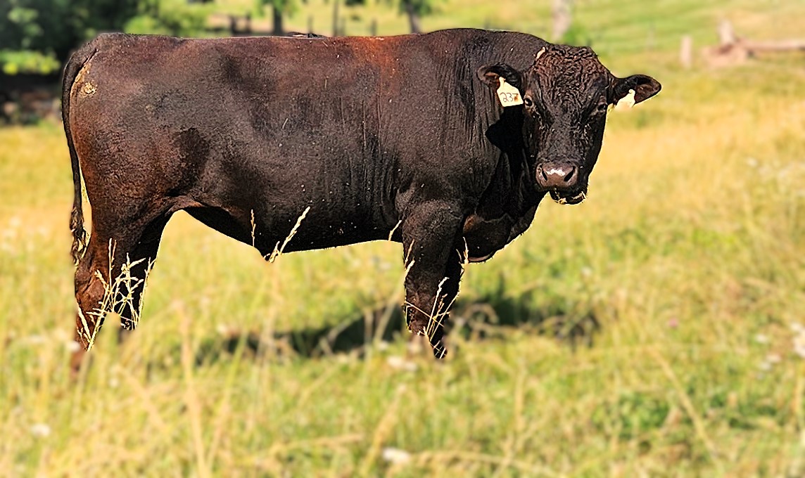 Wagyu Bulls