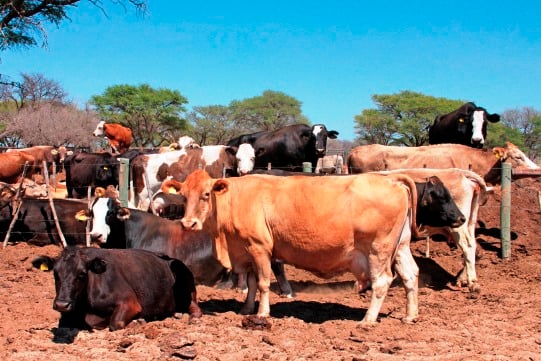 Brahman replacement Heifers, Pregnant Cows, Bulls Cow and Calves