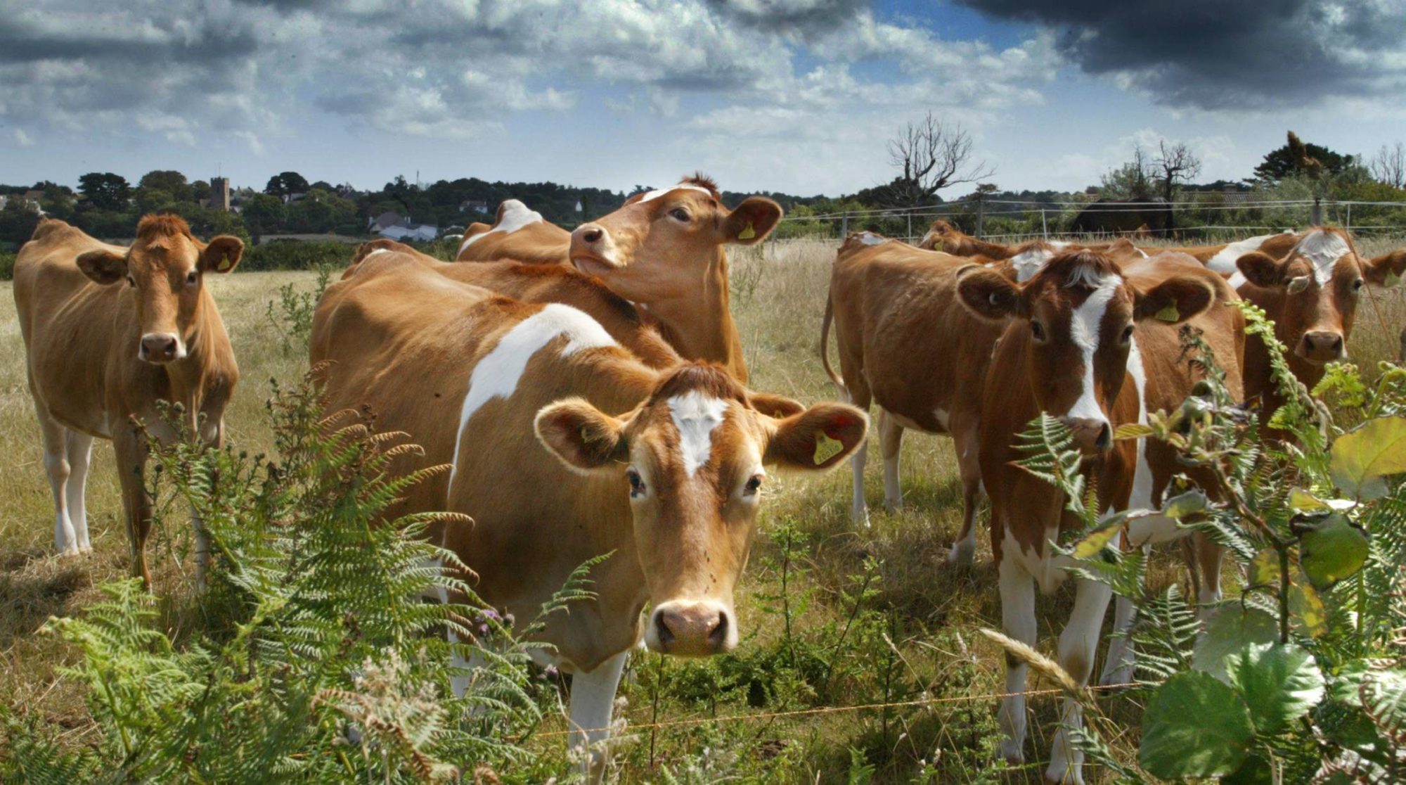 Guernsey, Brown Swiss and Jersey A2A2 Genetics