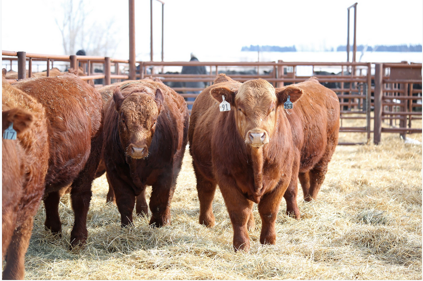 Purebred Simmental- Bred Heifers,open heifers and steers.