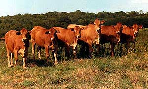 Gelbvieh - Bred Heifers,open heifers ,bulls and steers.