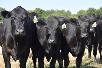 Purebred Angus,Bred Heifers,replacement heifers and bulls