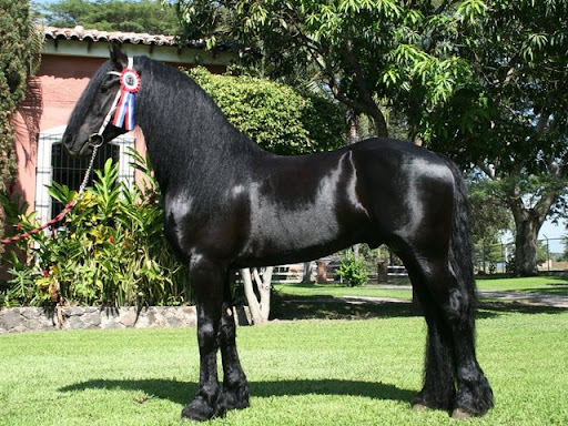 Friesian gelding horse