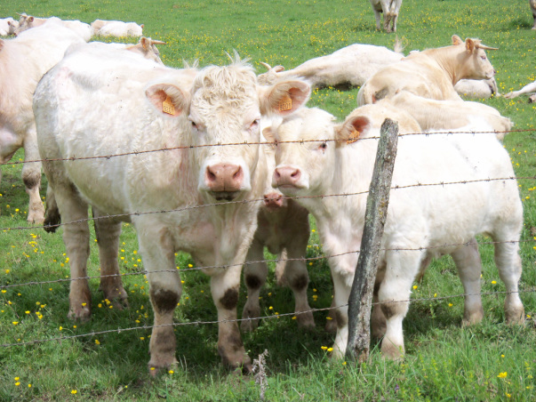 Charolais open/Bred Heifers,Bulls & calves for sale