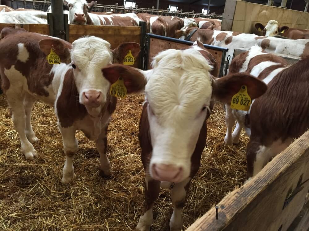 Simmental Bulls Cattles