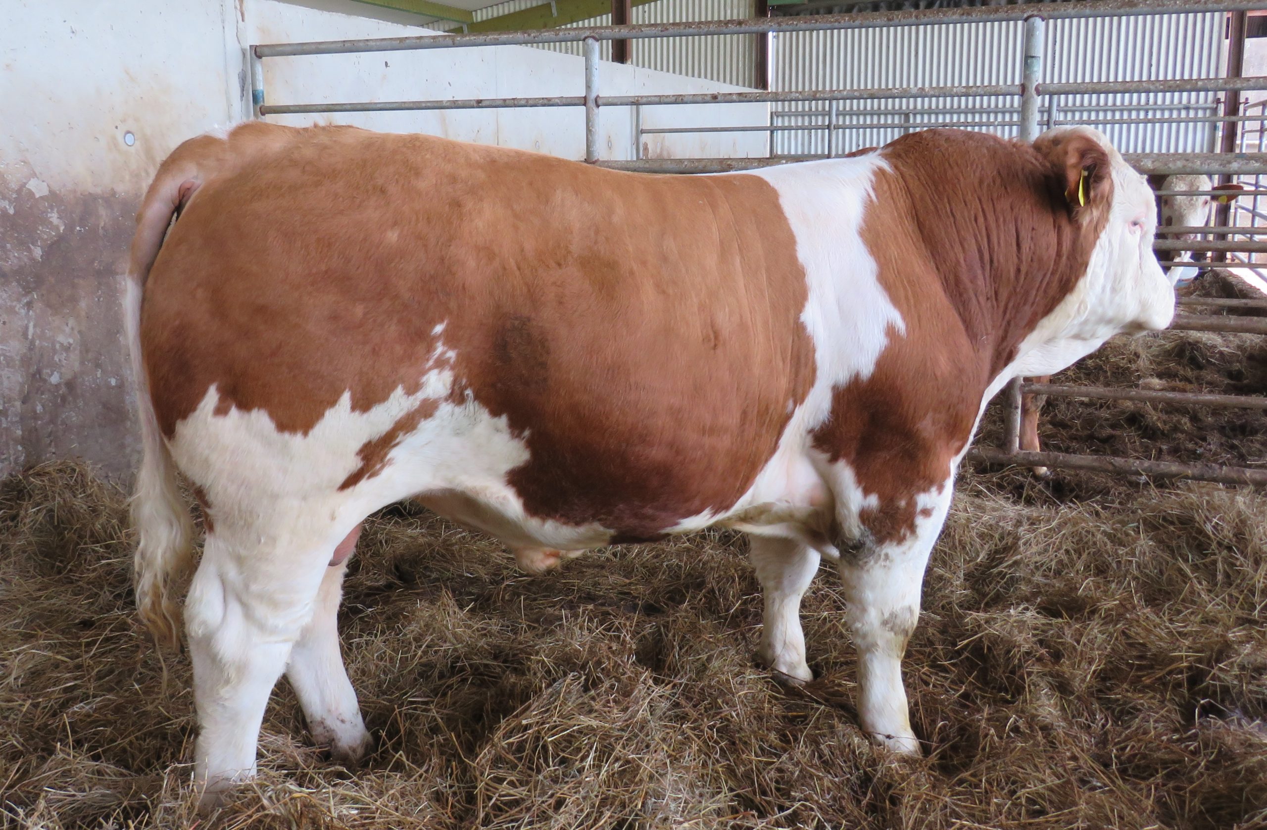 Simmental Bulls Cattles