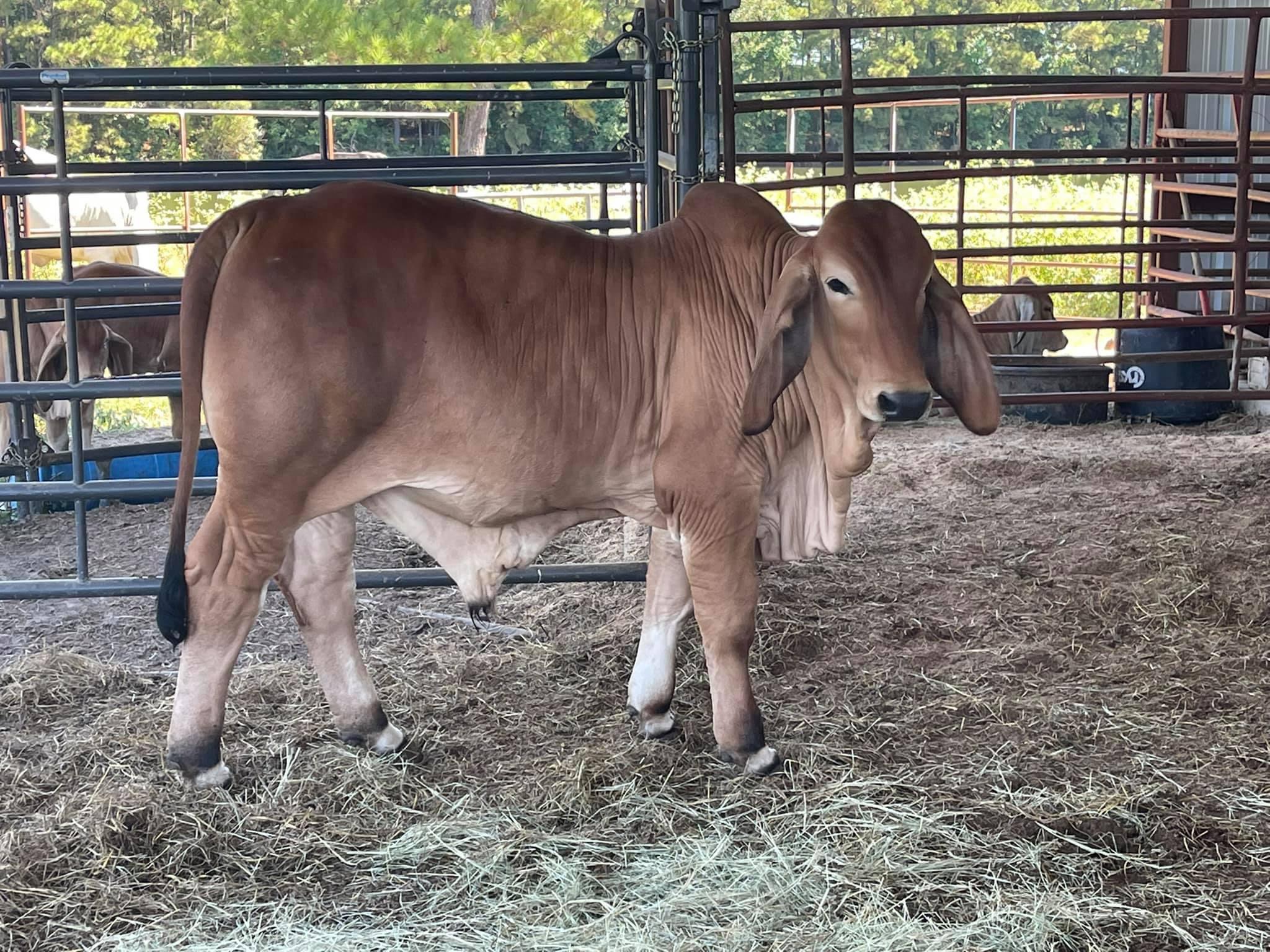 10 months Brahaman Bull Cattles for sale