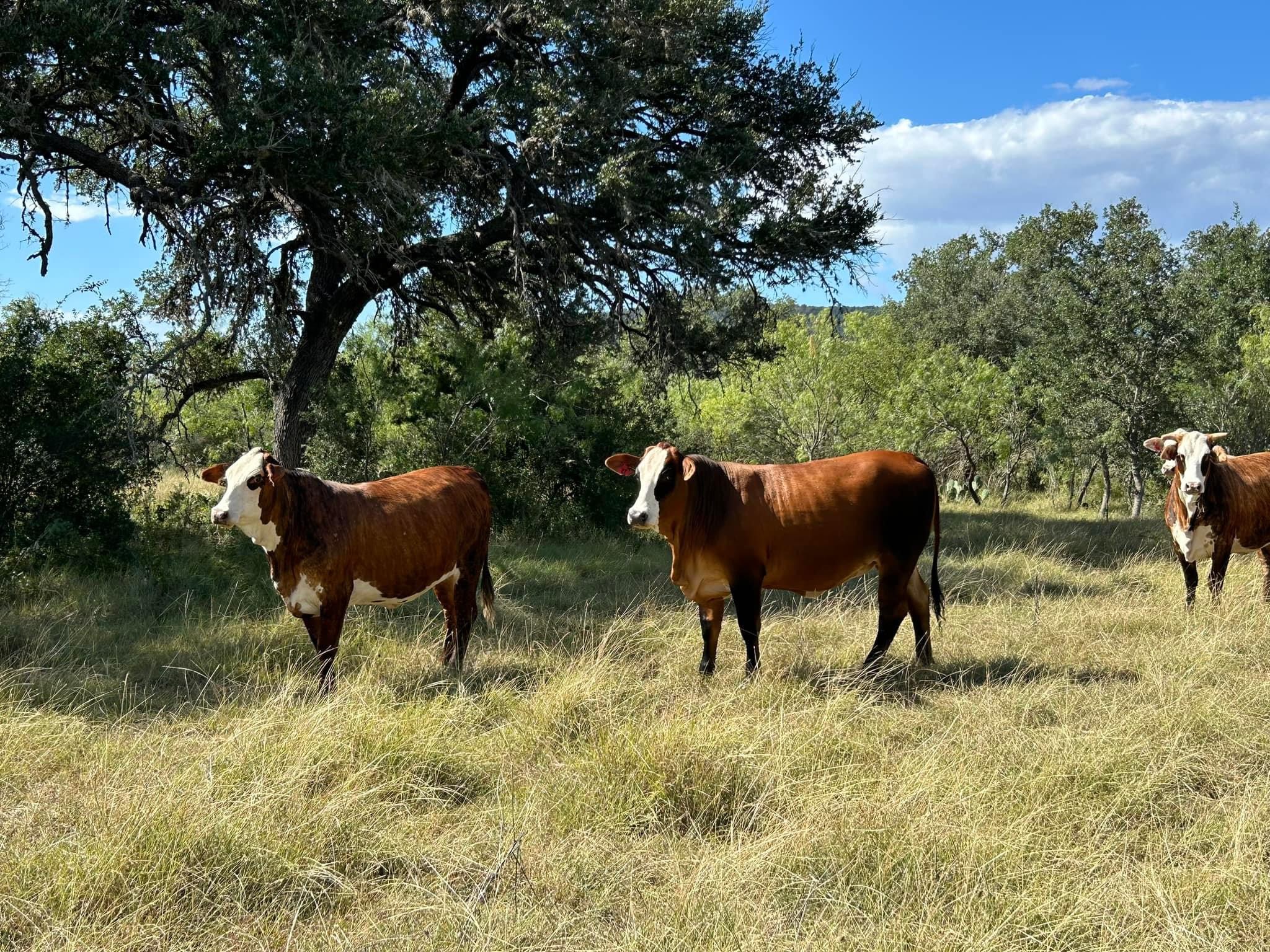 Angus Cattles for sale