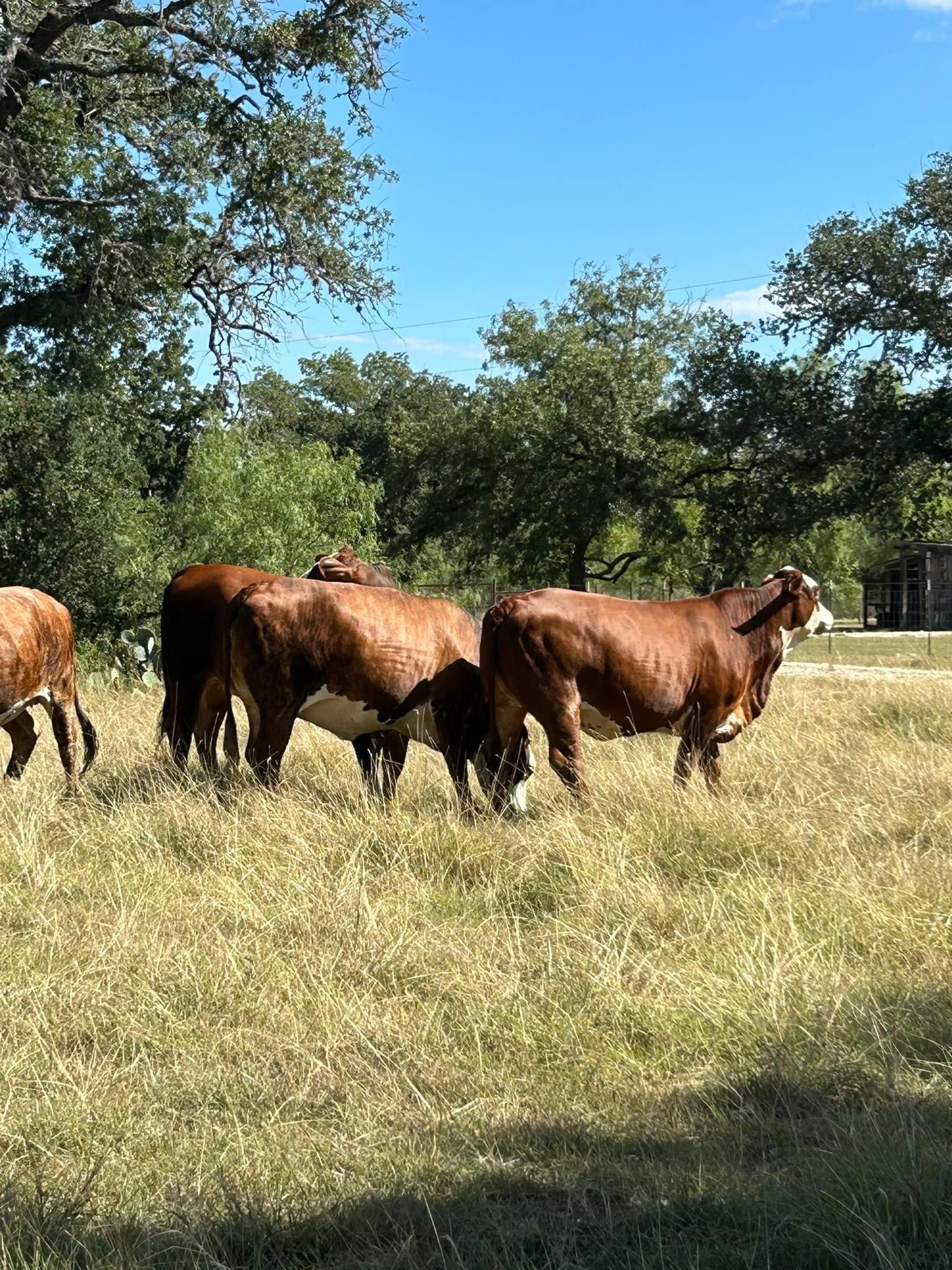 Angus Cattles for sale