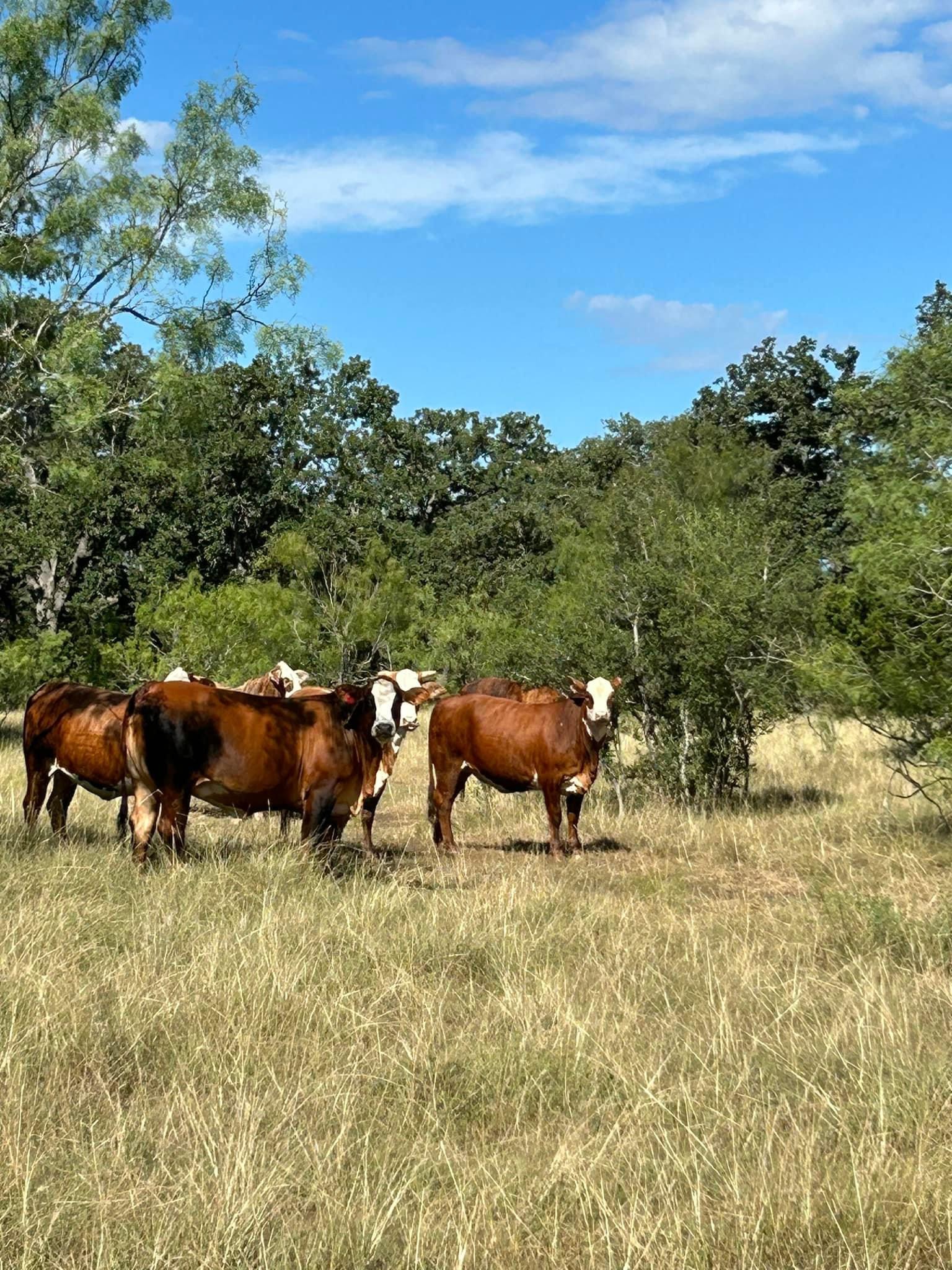 Angus Cattles for sale