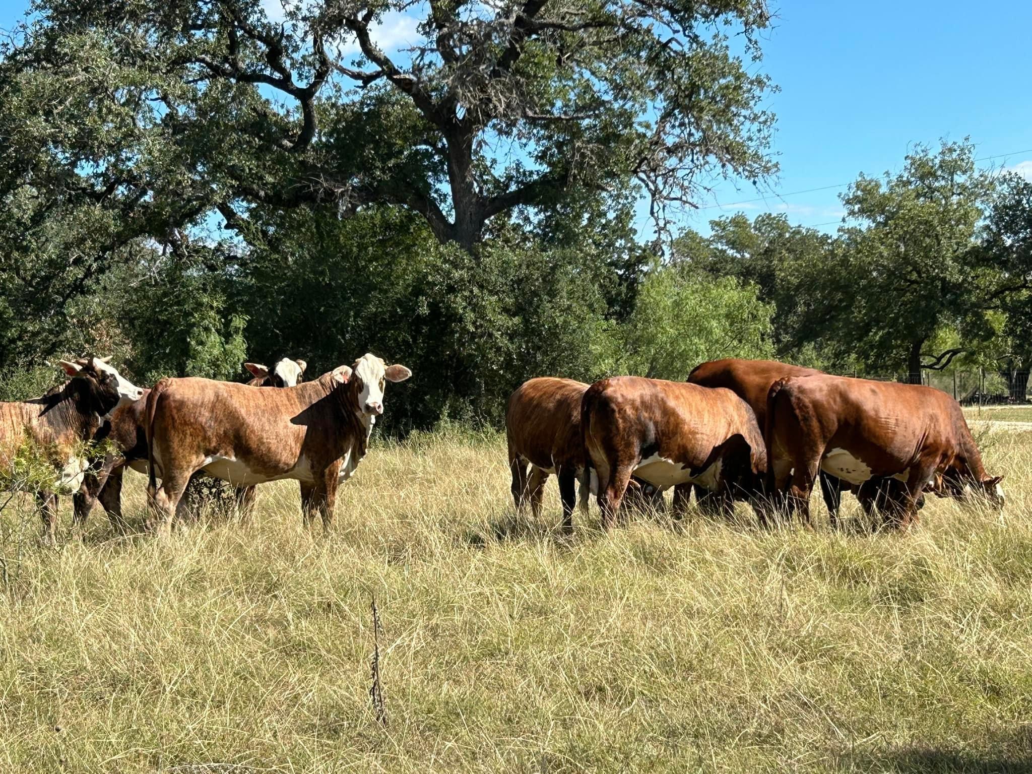 Angus Cattles for sale