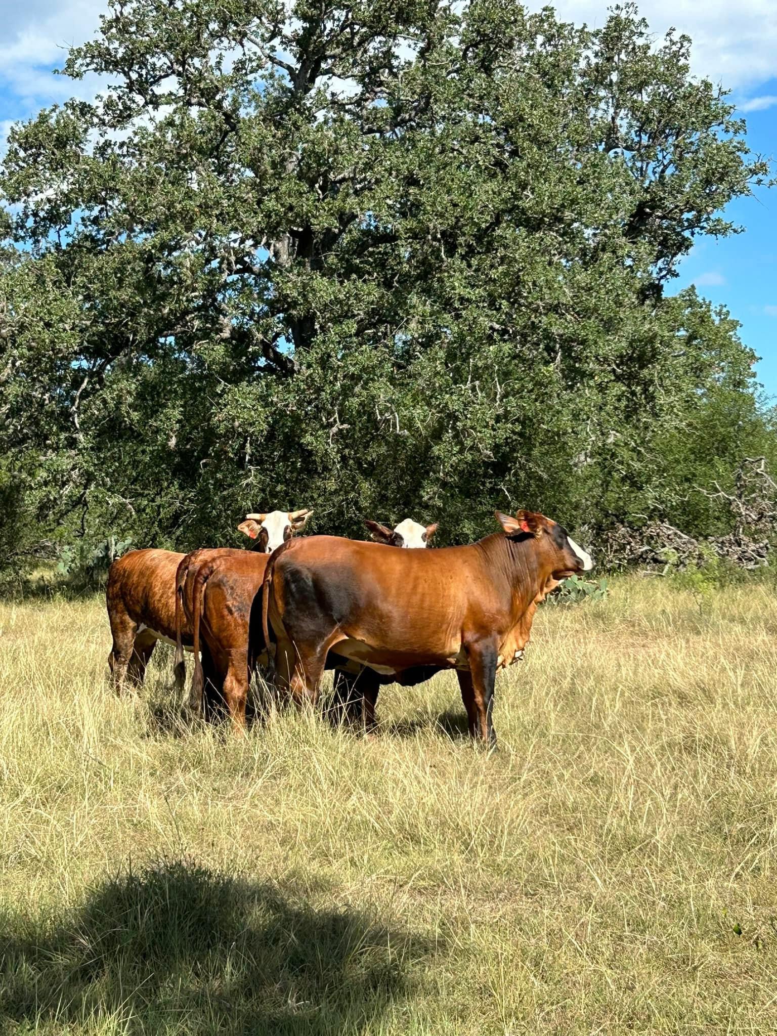 Angus Cattles for sale