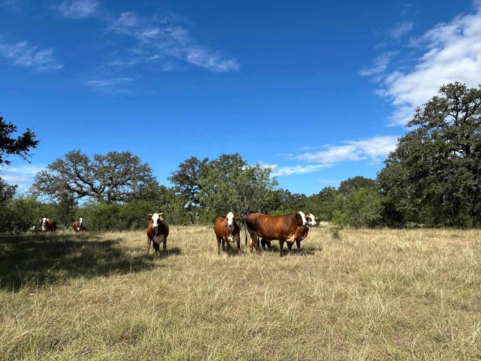 Angus Cattles for sale