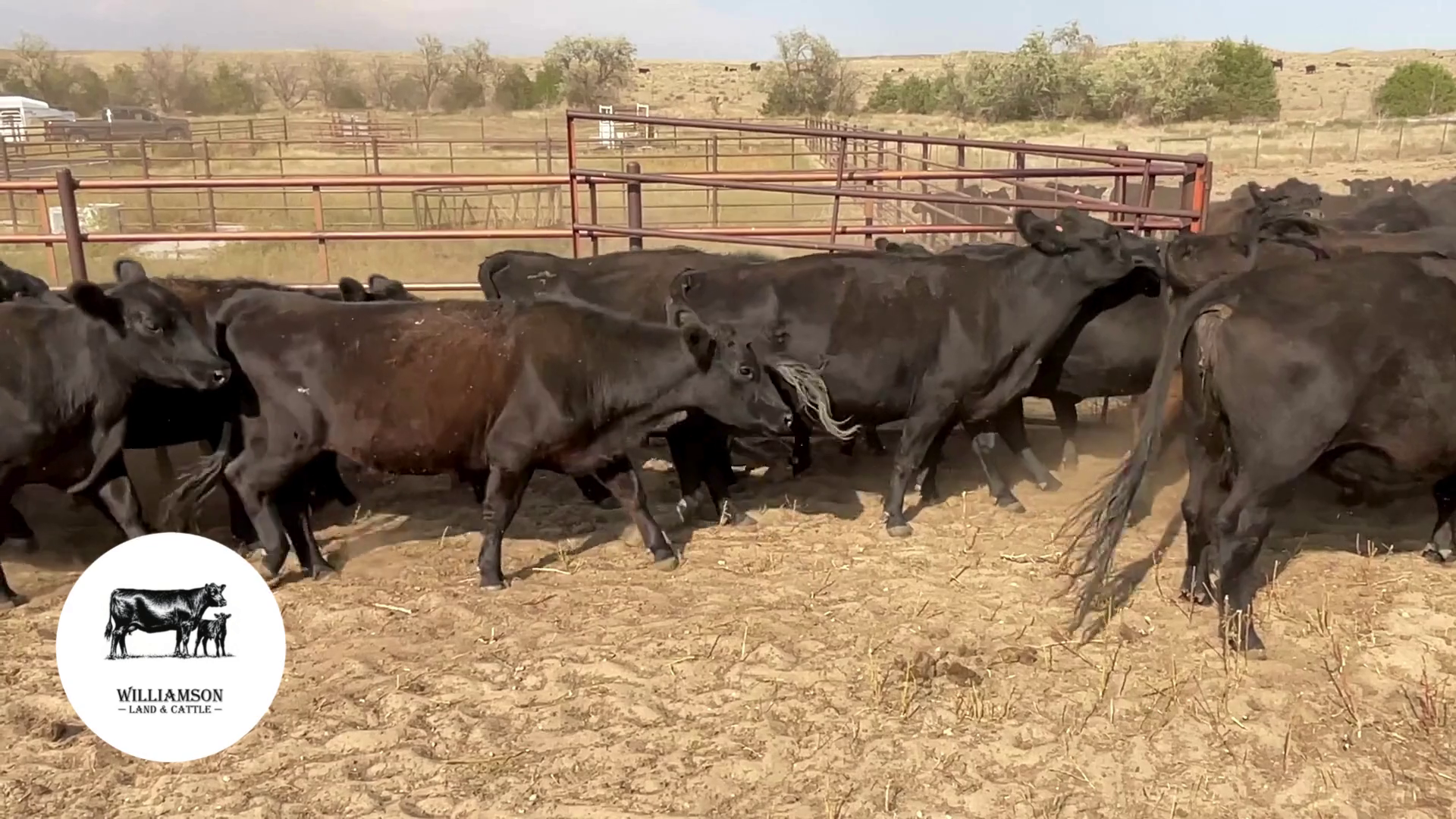 BC917B-130 Bred Cows