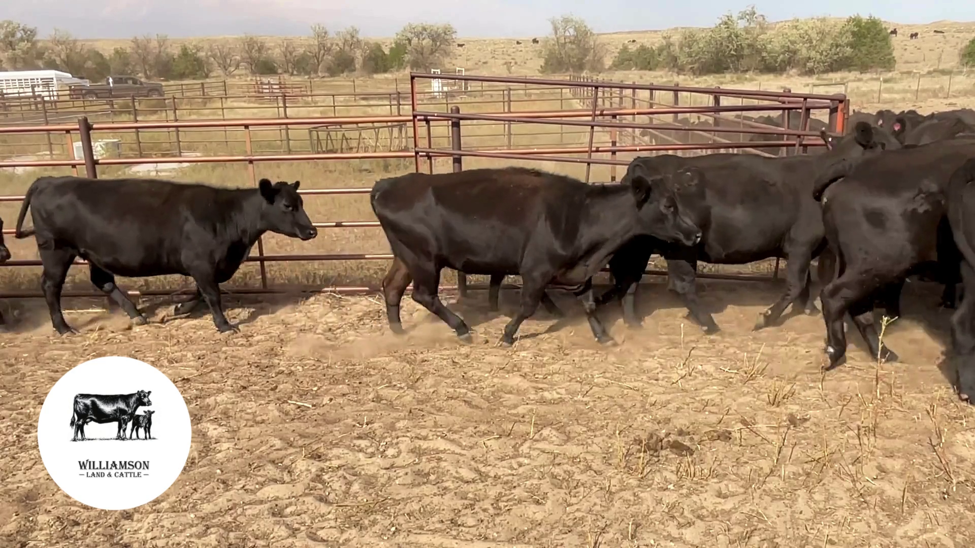 BC917B-130 Bred Cows