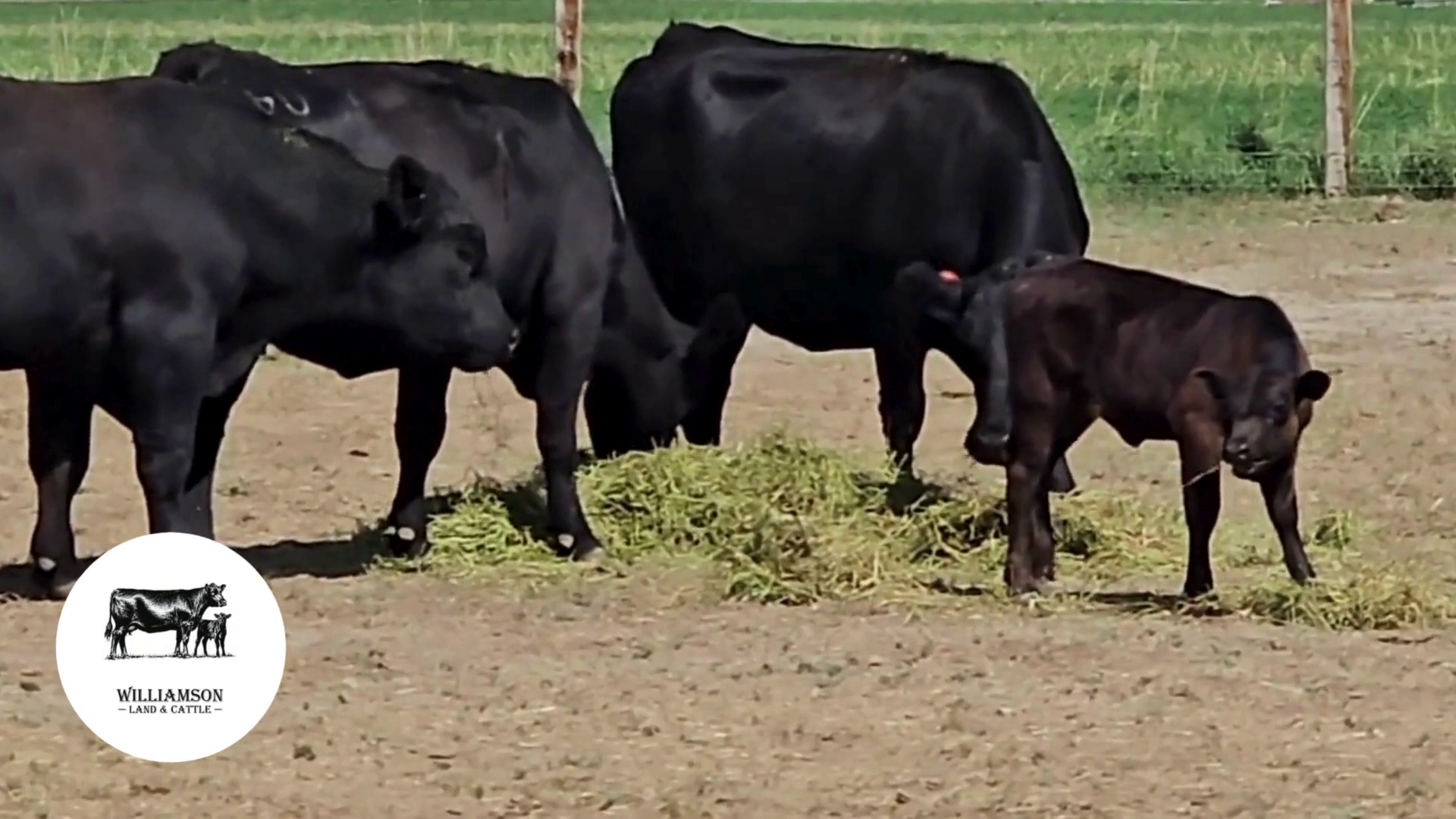 CP917C-37 Heifer Pairs