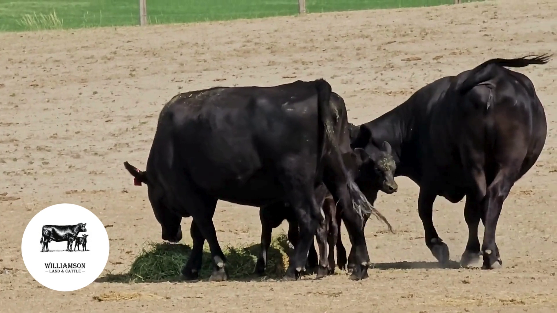 CP917C-37 Heifer Pairs