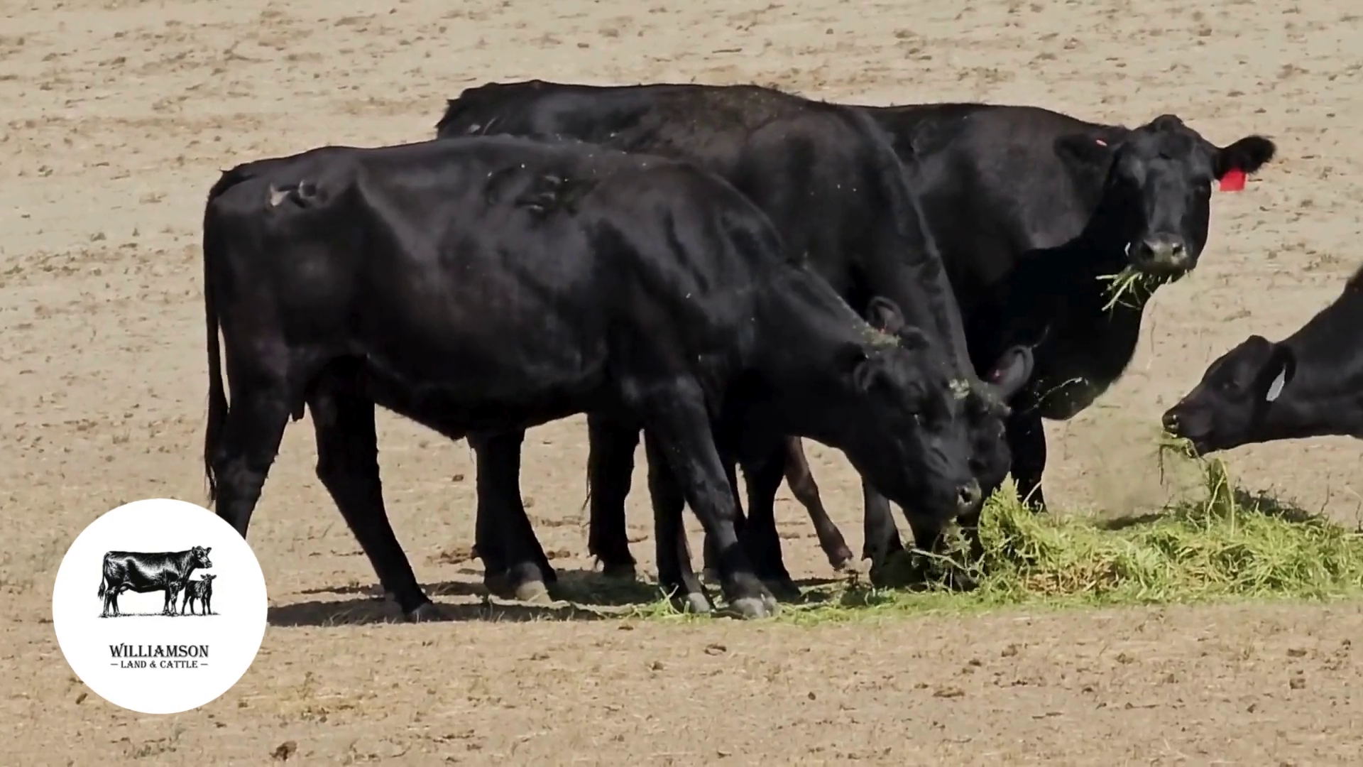 CP917C-37 Heifer Pairs