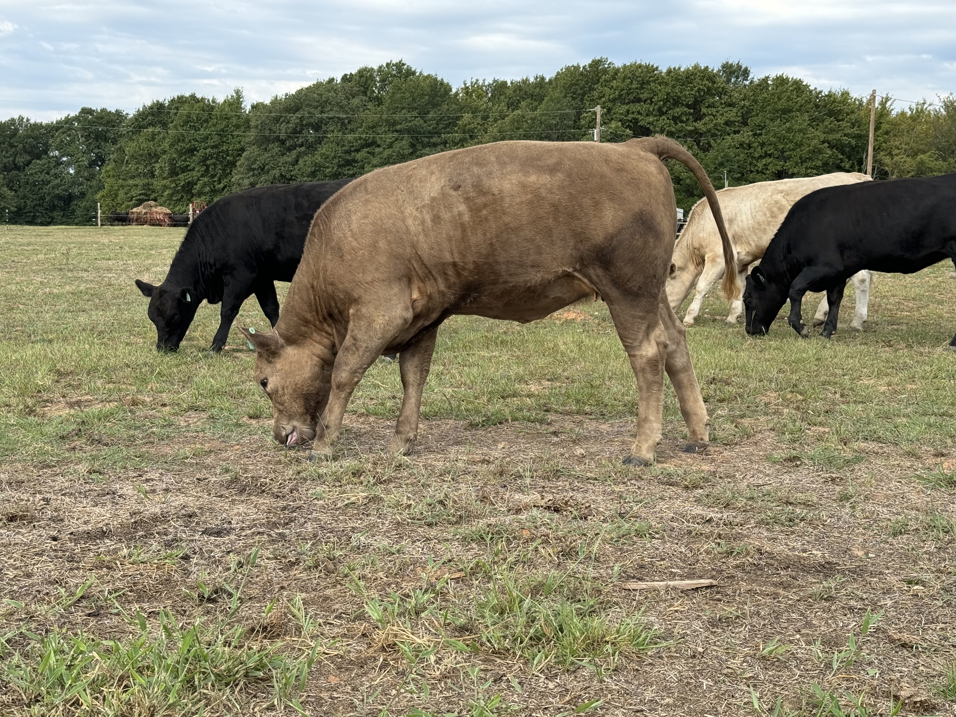 5 Angus/Wagyu percentage Heifers... Northeast TX