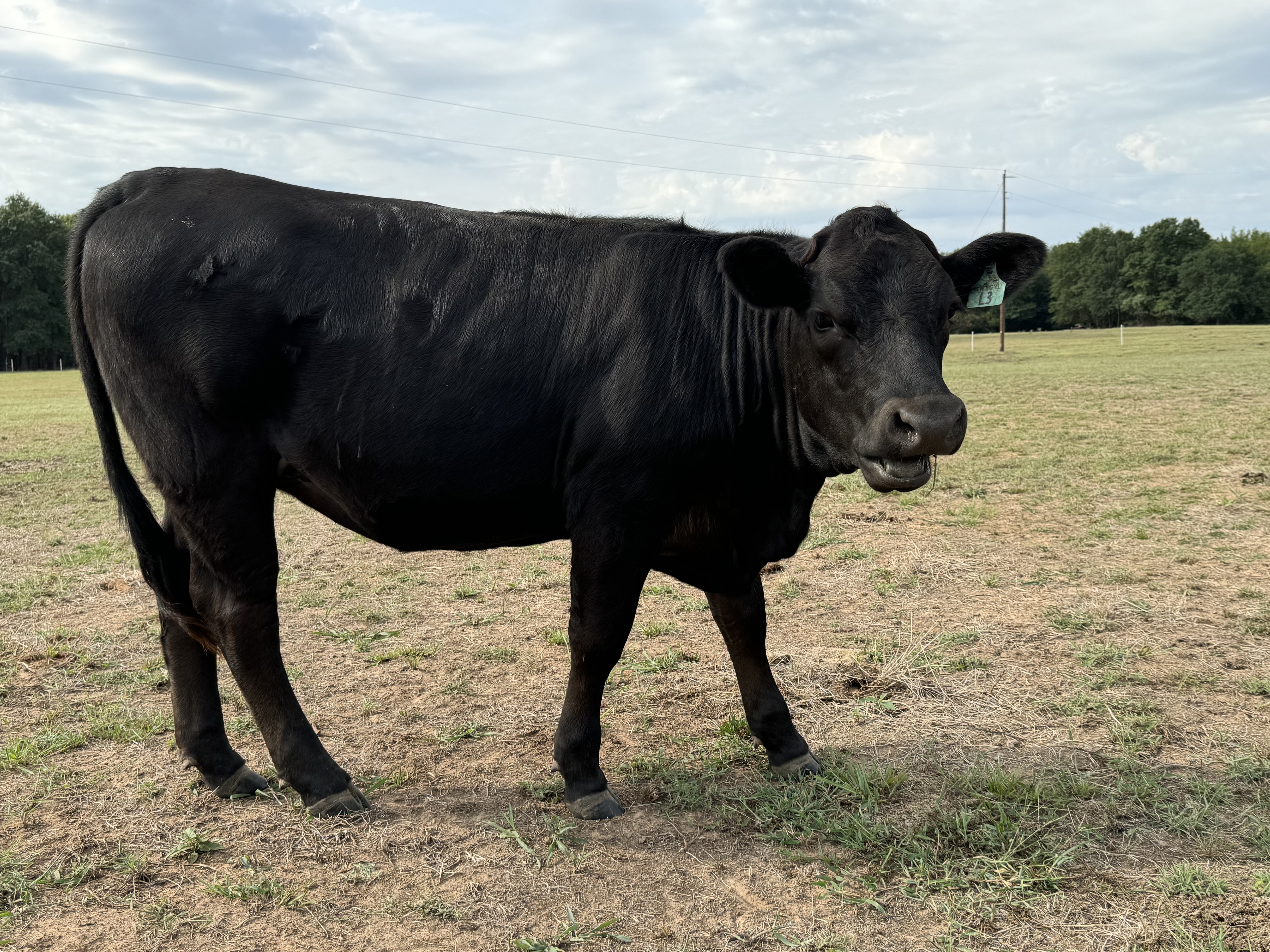 5 Angus/Wagyu percentage Heifers... Northeast TX