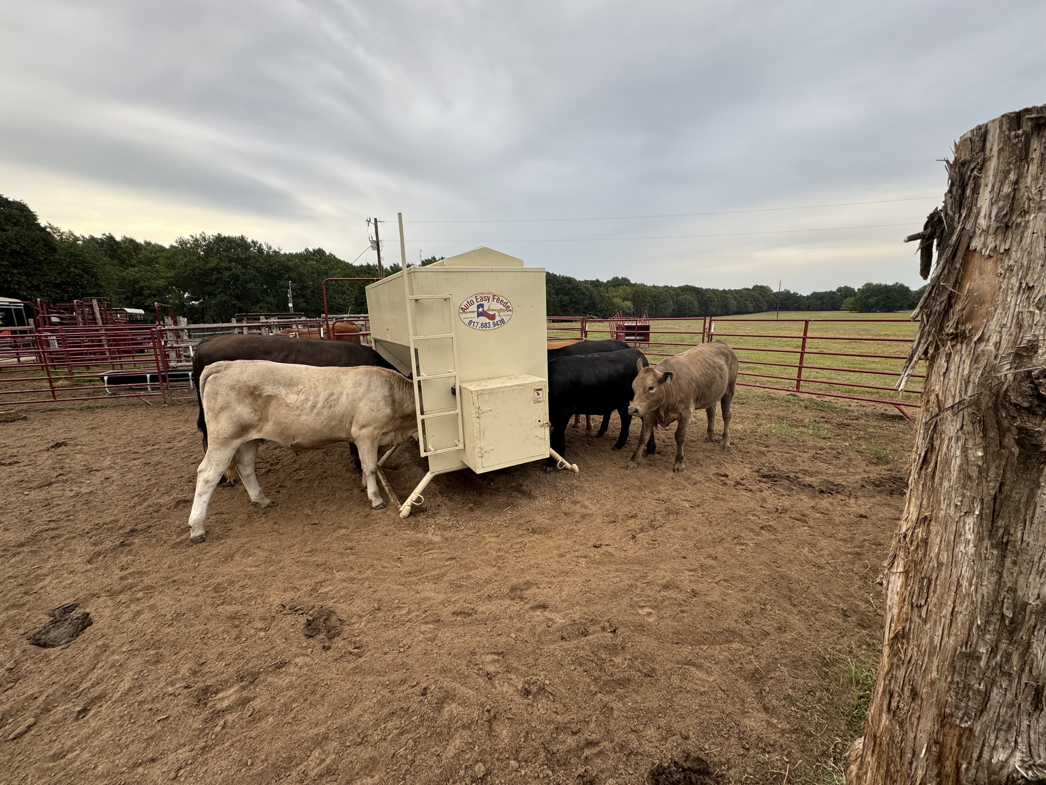 5 Angus/Wagyu percentage Heifers... Northeast TX