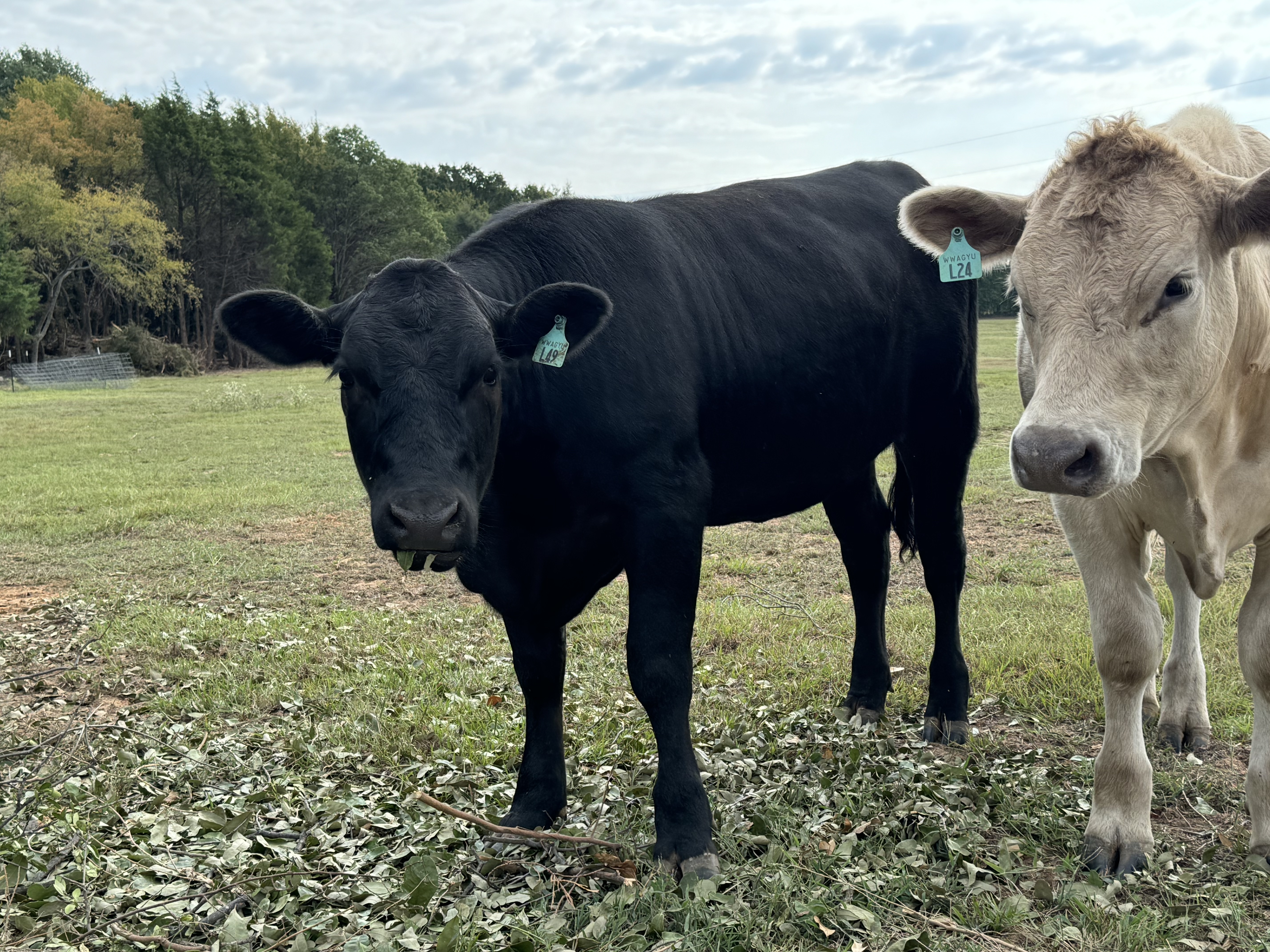 5 Angus/Wagyu percentage Heifers... Northeast TX