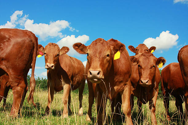 Red Angus open/Bred Heifers,Bulls & calves for sale