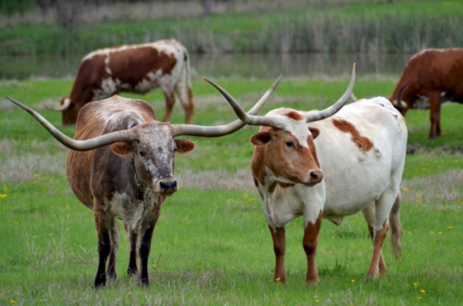 Purebred Texas Longhorn - Bred Heifers,open heifers and steers.