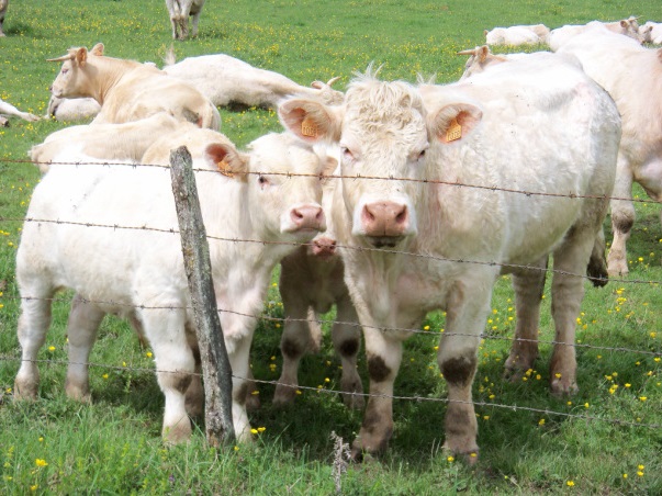 Pedigree Charolais cattle for sale