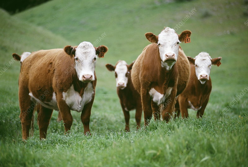 Purebred Hereford- Bred Heifers,open heifers and steers.