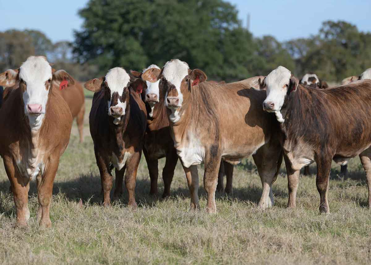 fff Brahman replacement Heifers, Pregnant Cows, Bulls Cow and Calves