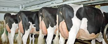 trtg Holstein ,Milking cows, bred,replacement  heifers and calves