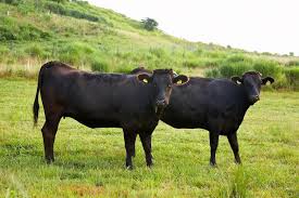 Wagyu cattle for sale