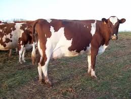 Ayrshire cattle  for sale