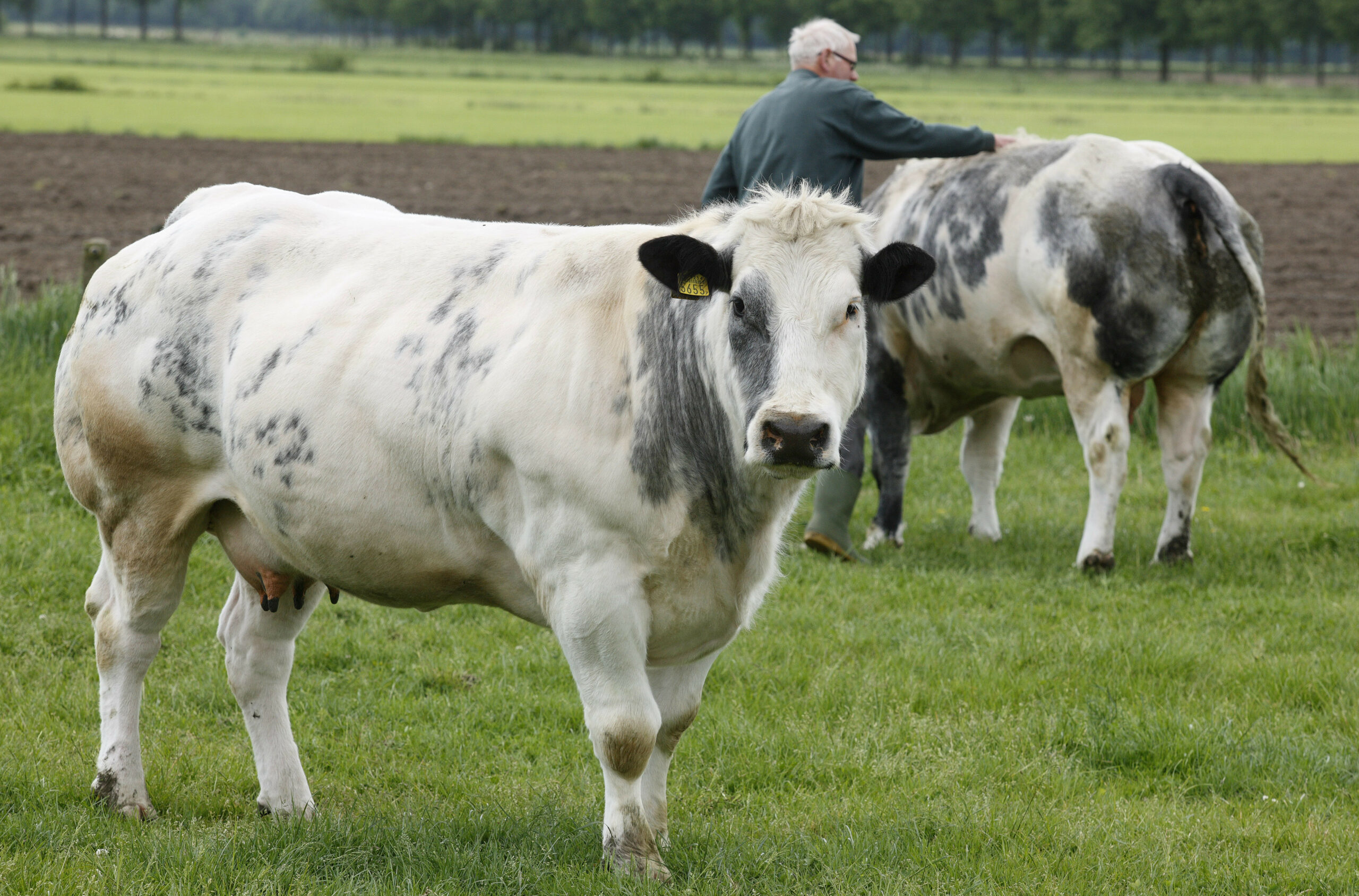 Belgian blue cattle for sale