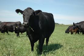 dfewrr Dairy and Beef Cattle for sale.