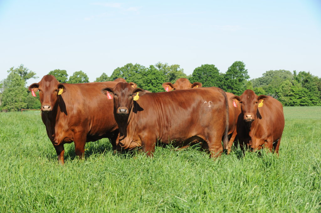 Beefmasters replacement Heifers,bred heifers And Cow Calf Pairs