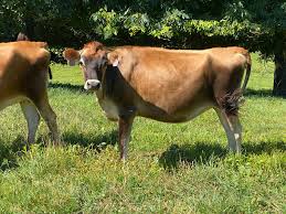 ryttr Jersey heifers,bred heifers and milking cows A2A2 Tested ( Cattle )