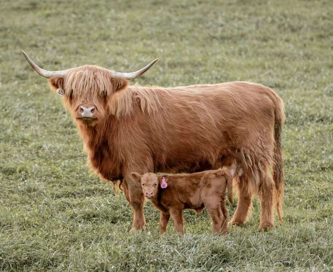 Purebred Highlands Bred Heifers,open heifers and steers.