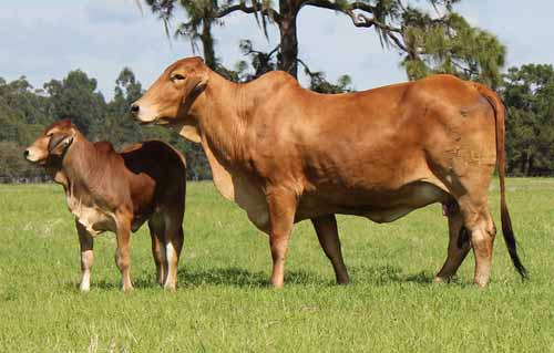 mncf Brahman and Girolando cattle for sale