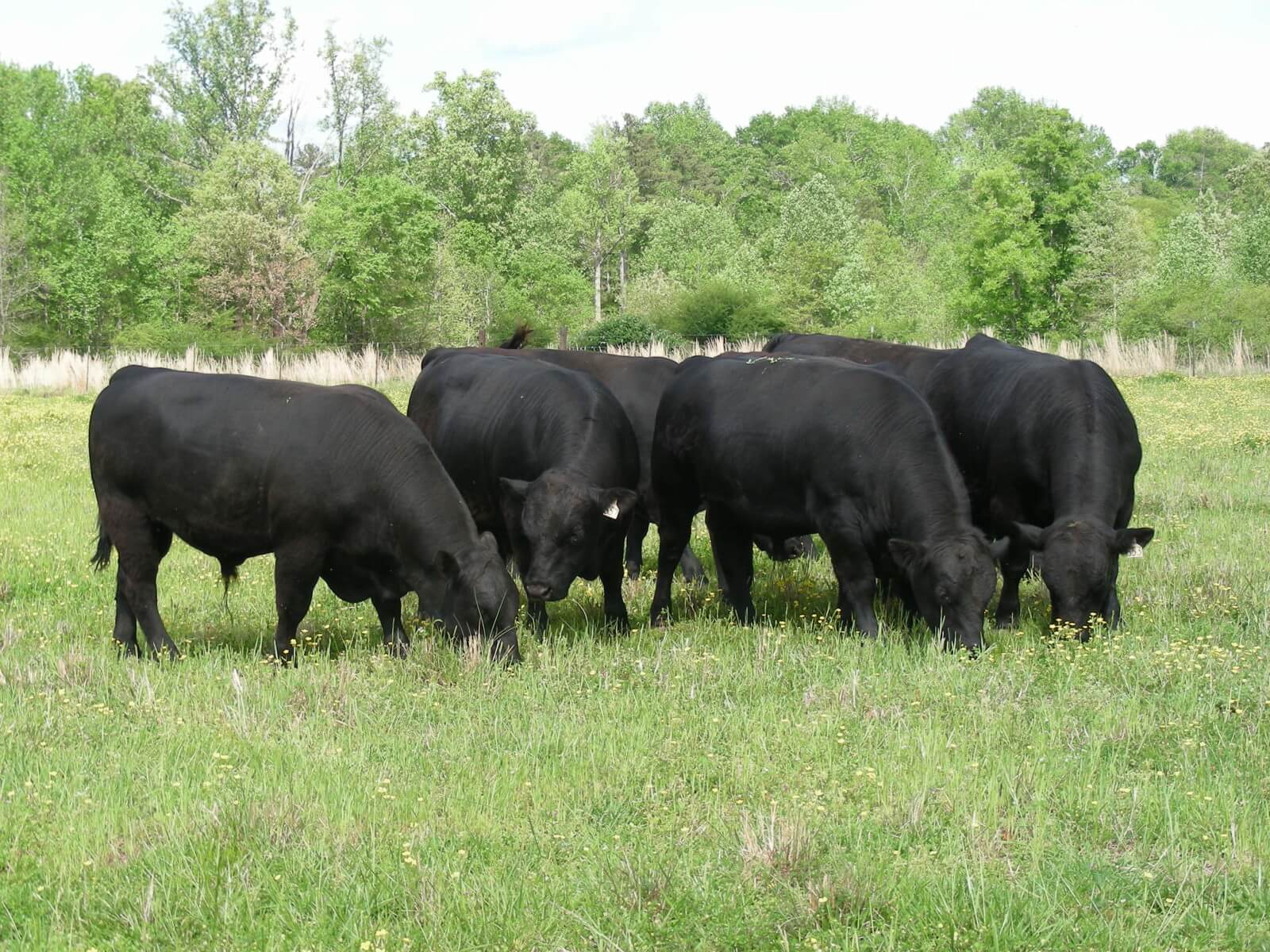 nbvpi  Beef cattle for sale